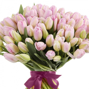 Букет из 101 светло розового тюльпана